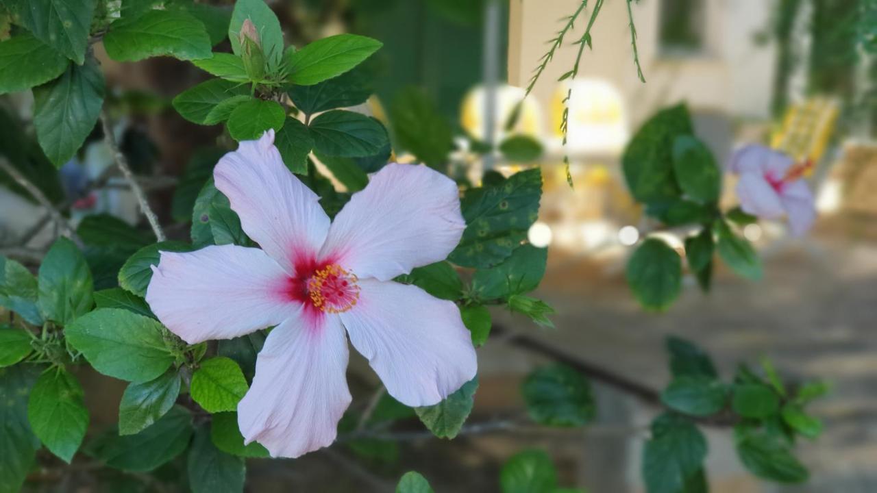 Vila Casa Ibiscus Marsala Exteriér fotografie